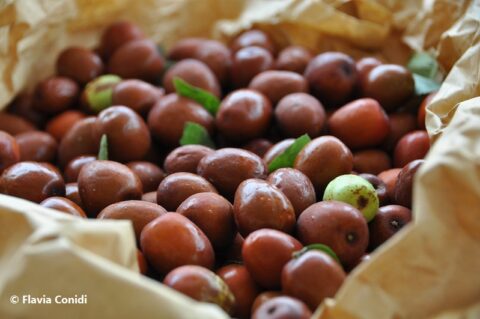 Giuggiole frutto proprietà e come si mangiano flaviaconidi