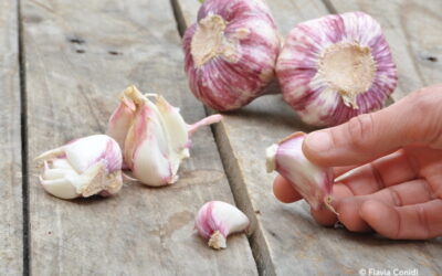 Tipi di aglio: le varietà italiane e come usarle in cucina