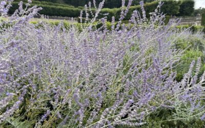 Perovskia: ma quanto è più bello il verde quando c’è la Salvia Siberiana?!?